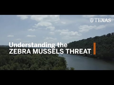 Understanding the Zebra Mussels Threat
